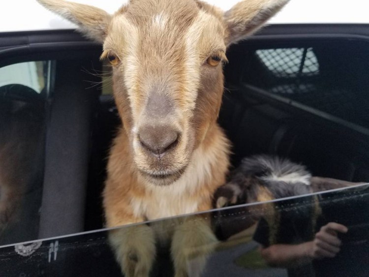 A goat rides in a Belfast officer's cruiser Sunday.