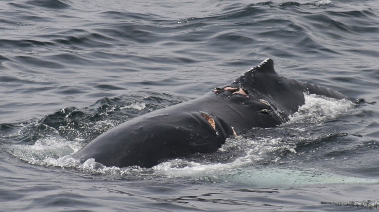 A humpback whale bears wounds consistent with colliding with a vessel. 