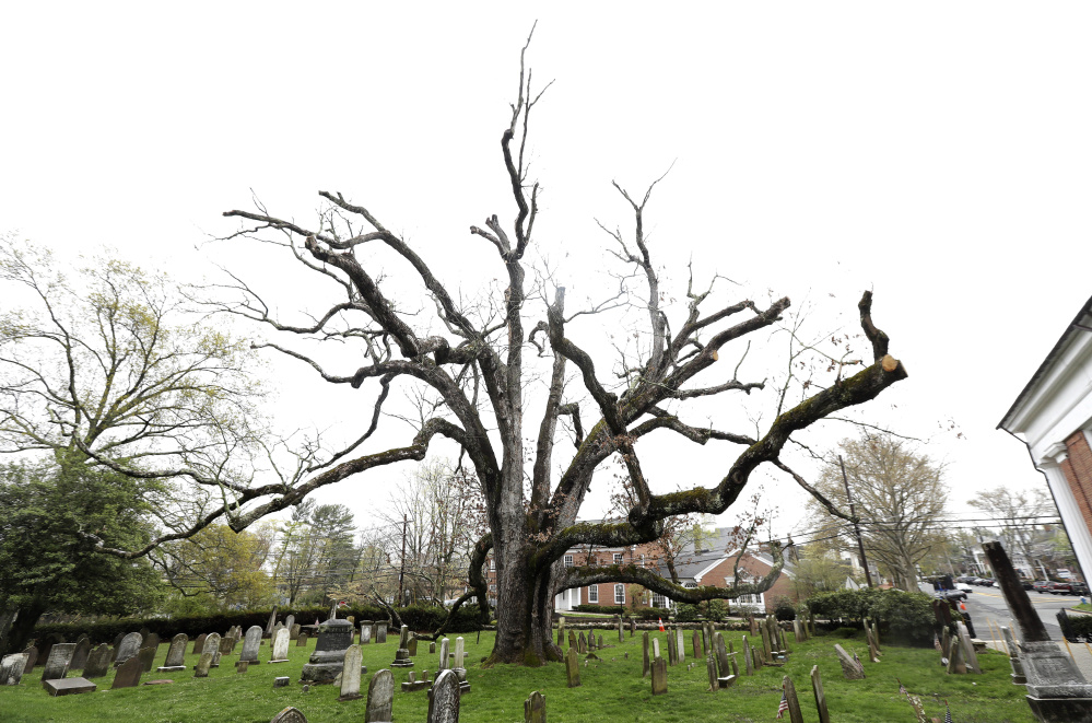 A 600-year-old white oak tree stands on the grounds of Basking Ridge Presbyterian Church in Bernards, N.J. Crews are scheduled to remove the tree on Monday.