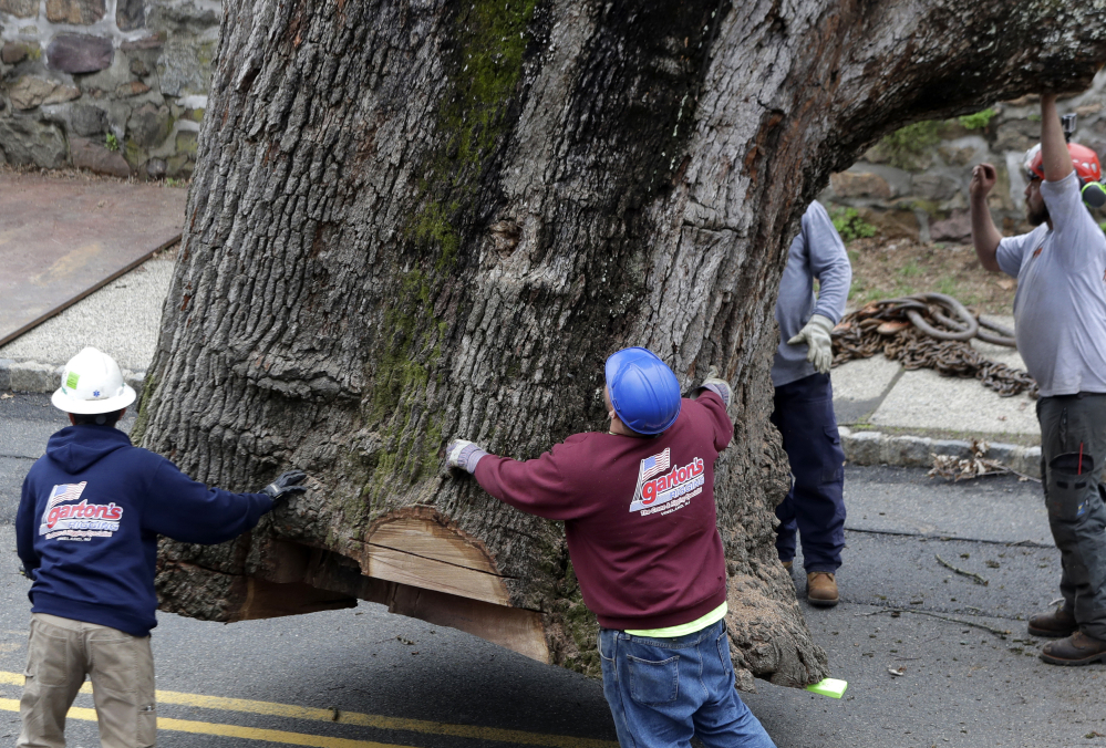 Crews guide the trunk of a 600-year-old oak as it is moved by a crane Wednesday, in Bernards, N.J.