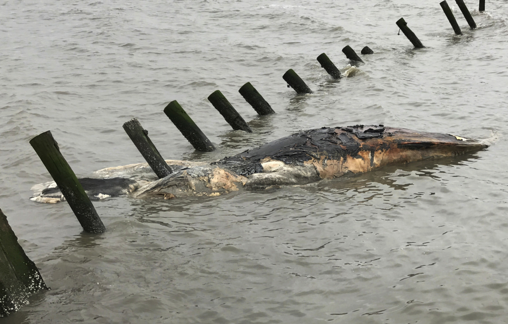 A dead humpback whale floats near the shore at Port Mahon, Del. They are popular with whale-watchers because of the dramatic way they breach the ocean's surface.