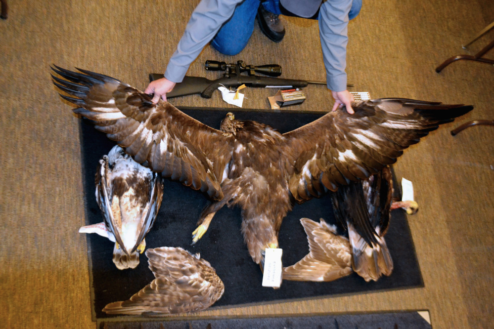 A Nevada game warden displays the carcasses and wings of two golden eagles and a hawk seized from an Arizona man last year. A two-year undercover operation in South Dakota has led to indictments against 15 people for illegally trafficking eagles and other migratory birds.