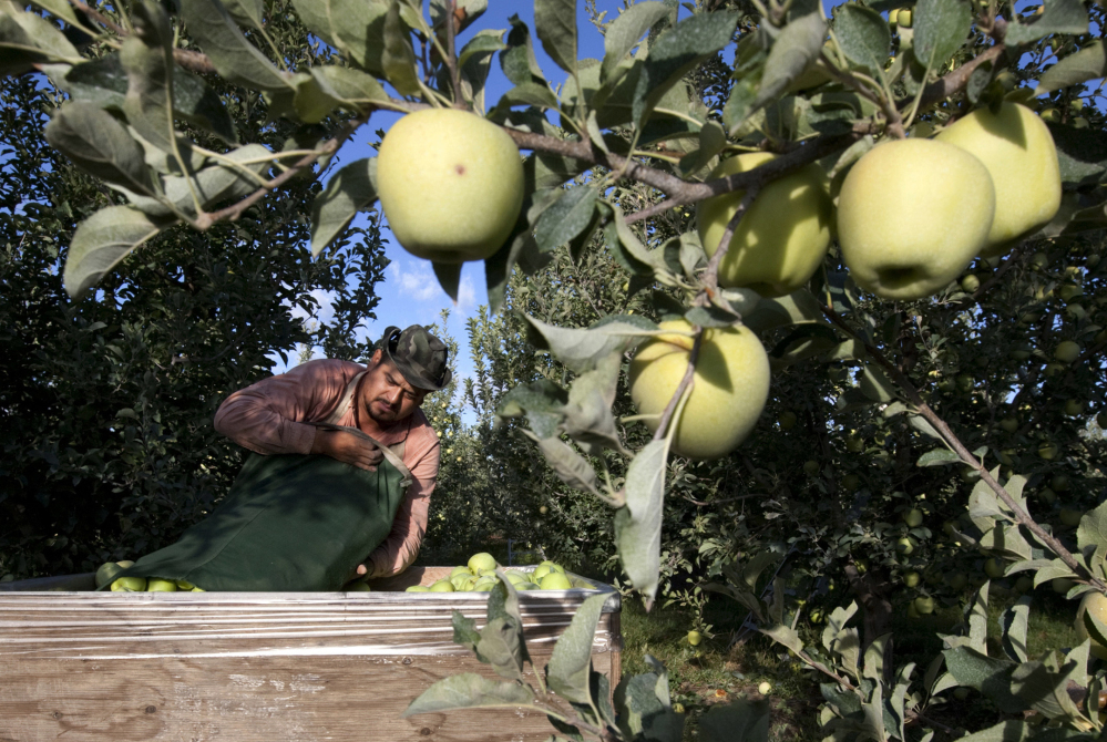 Sergio Garcia empties a bag of Golden Delicious apples into a bin at an orchard near Wapato, Wash., in this file photo from fall 2013. Orchards that depend on immigrant laborers are exploring mechanized harvesting alternatives.