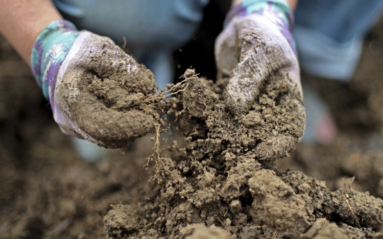 Marisa Tobey breaks up a clump of moist dirt while weeding her garden in Freeport last week.