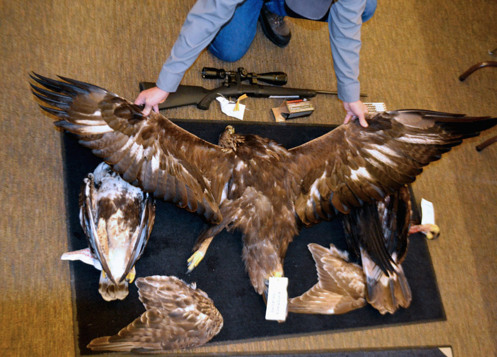 A Nevada game warden displays the carcasses and wings of two golden eagles and a hawk seized from an Arizona man. There is an expensive underground market in eagle feathers and carcasses.