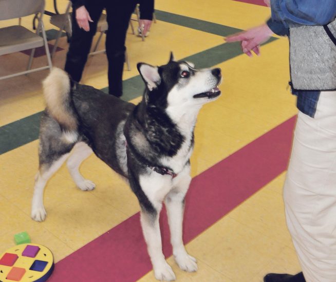 Dakota is the center of attention at the Waterville Area Humane Society on March 30.