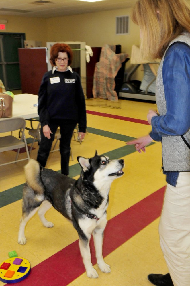 Dakota, the husky ordered euthanized for attacks on smaller dogs and pardoned by Gov. Paul LePage, becomes the center of attention between Humane Society Waterville Area board member Joann Brizendine, left, and Director Lisa Smith at the Waterville facility on March 30.