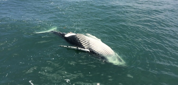 This dead humpback was found floating in Delaware Bay in July 2016.