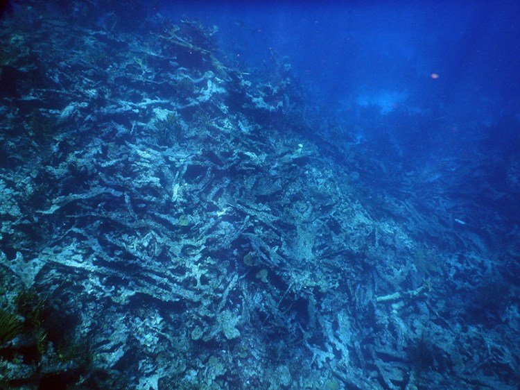 Elkhorn corals (Acropora palmata) near Buck Island, U.S. Virgin Islands have died and collapsed into rubble.