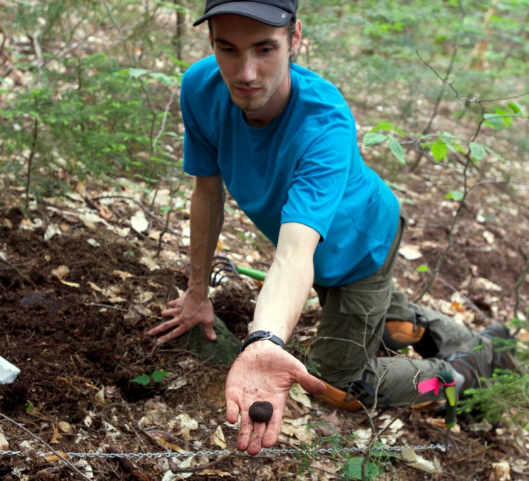 Doctoral student Ryan Stephens finds a truffle in the Bartlett Experimental Forest in the White Mountain National Forest in New Hampshire in 2014.  Researchers have identified five new truffle species in the forest.