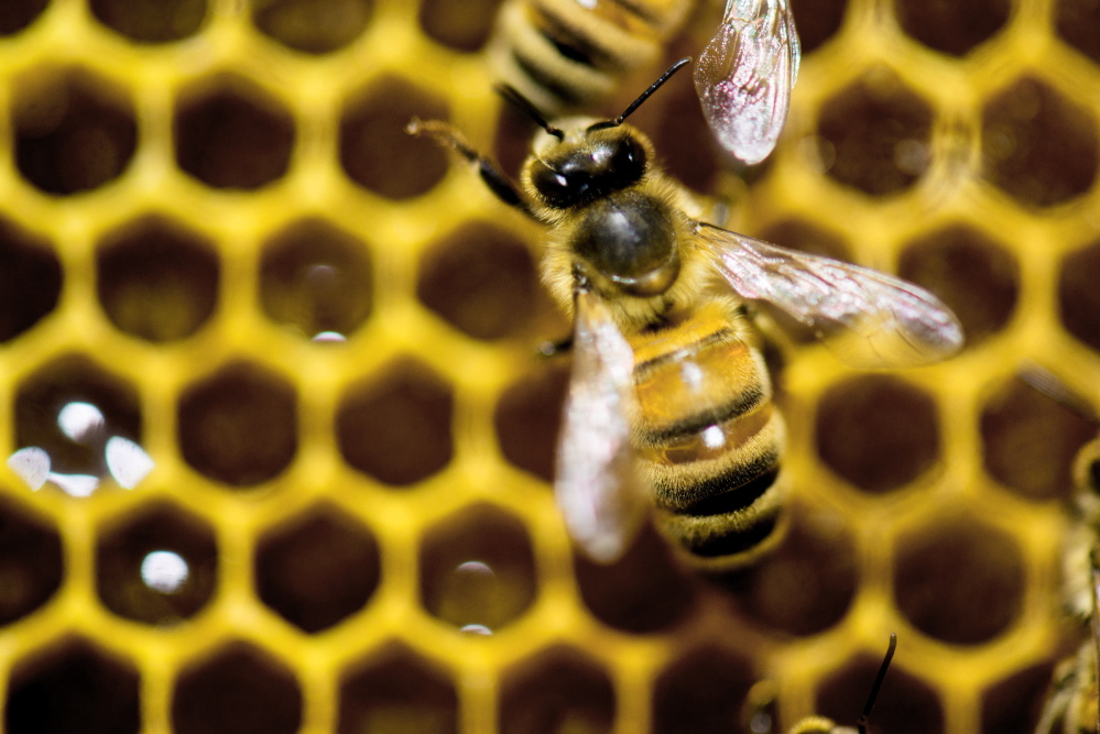 The loss of pollinators such as bees has emerged as a major environmental cause in recent years.