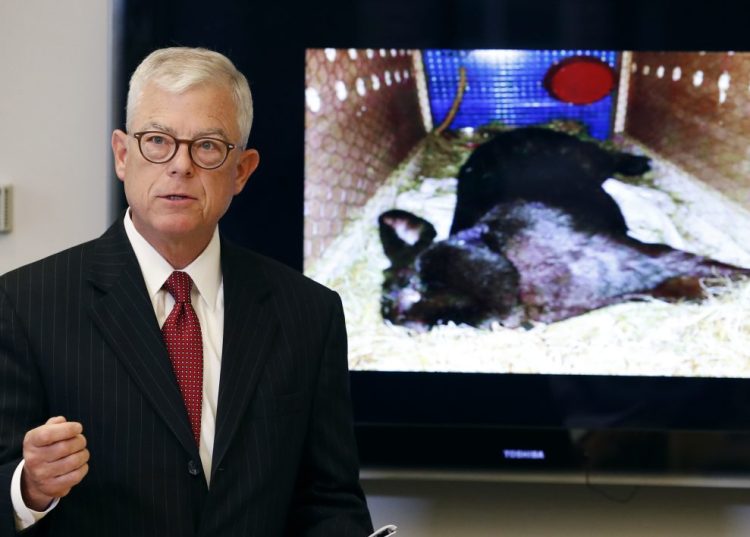 Iowa attorney Guy Cook says the owners want to know more about the death of Simon, a giant rabbit shown at right that died after a flight from the U.K. to Chicago.
