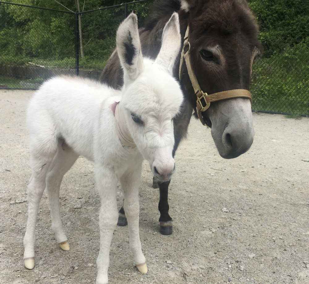 Photo provided by the Pennsylvania Society for the Prevention of Cruelty to Animals shows Sadie, right, a miniature donkey, with her foal.