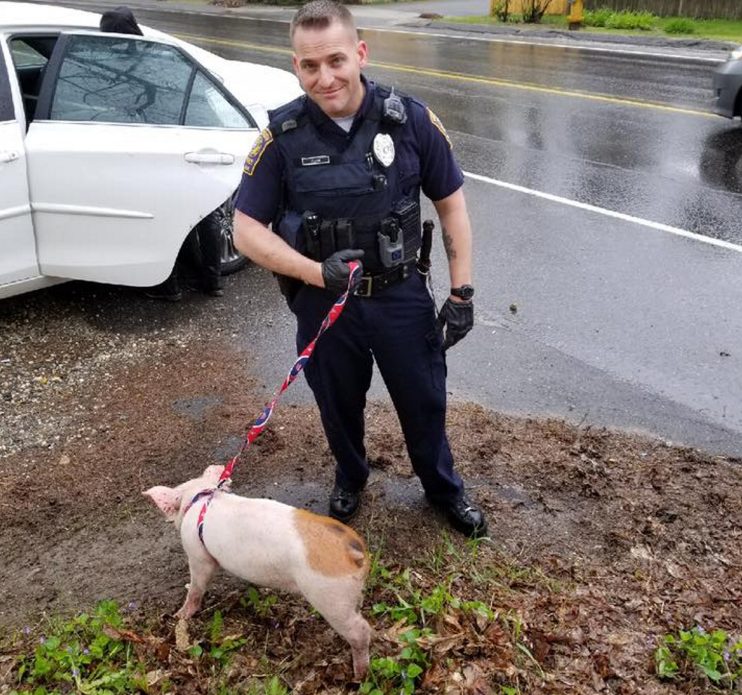 Falmouth police Officer Kurt Fegan restrains a pig caught wandering a neighborhood.