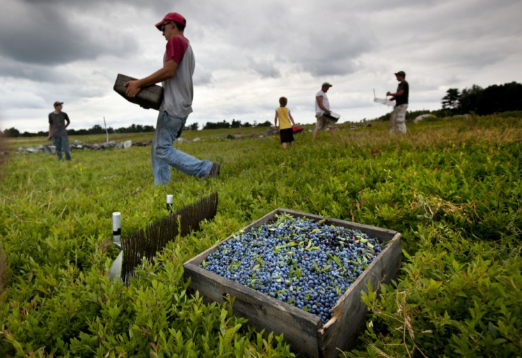 Maine blueberry prices reached a 10-year low of 27 cents per pound last year.