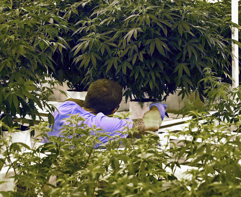 An employee checks a plant at LeafLine Labs in Cottage Grove, Minn., in June 2015, shortly before medical marijuana sales became legal. Minnesota has one of the nation's strictest programs, which may be why pot sellers are posting large losses.