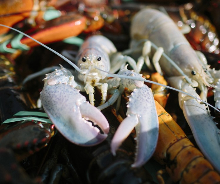 A deal for Canadians to sell seafood without tariffs to the European Union cleared its final hurdle in the Parliament of Canada on Tuesday. The deal gets rid of tariffs on Canadian lobster exports to the 28-nation bloc, putting Canada at a huge advantage over the U.S. The tariffs for fish and seafood average 11 percent, and the EU is the biggest importer of seafood in the world.