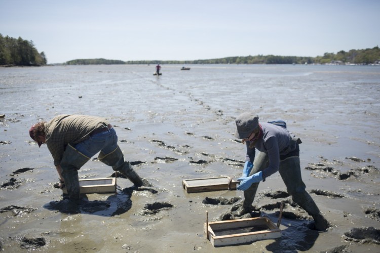 Brian Beal, director of research at the Downeast Institute, and Sara Randall, a field science coordinator, set out what they call recruitment boxes on the mudflats of the Harraseeket River in Freeport. The experimental boxes catch settling clams and protect them as they grow.