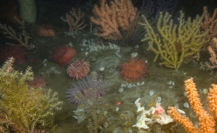 A section of the dense, multi-species deep-sea coral garden that was found 200 meters below the surface in a federally funded survey of the Gulf of Maine in 2014.