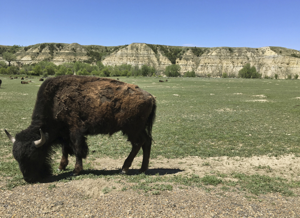 A bison munches grass in Theodore Roosevelt National Park in western North Dakota, where a company wants to build an oil refinery about three miles away.