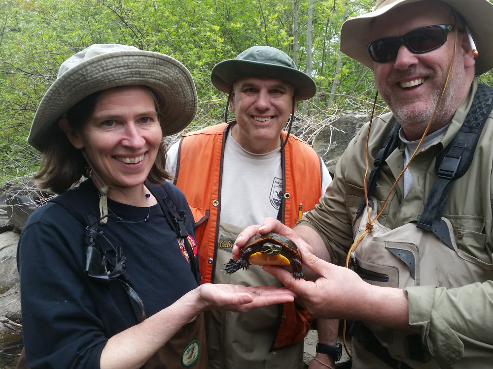 Alewife Restoration Initiative project partners, from left, Landis Hudson, Maine Rivers; Fred Seavey, U.S. Fish & Wildlife Service; and Nate Gray, Maine Department of Marine Resources take a break from data collection to interact with an Eastern painted turtle.