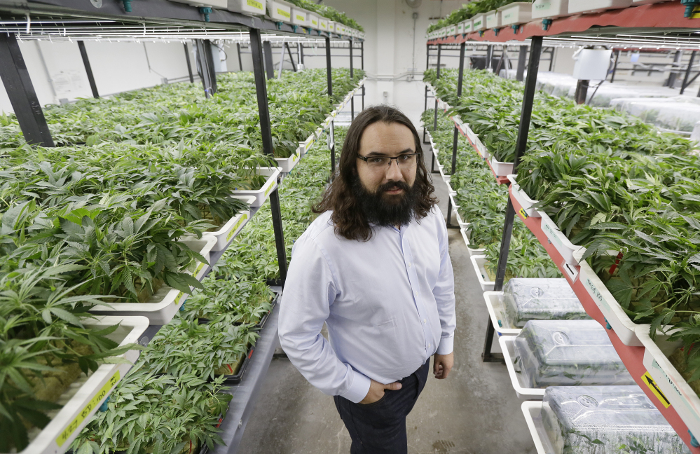 Dan Grace stands in the marijuana production facility of the Dark Heart Nursery in Oakland, Calif. California voters legalized recreational marijuana in November.