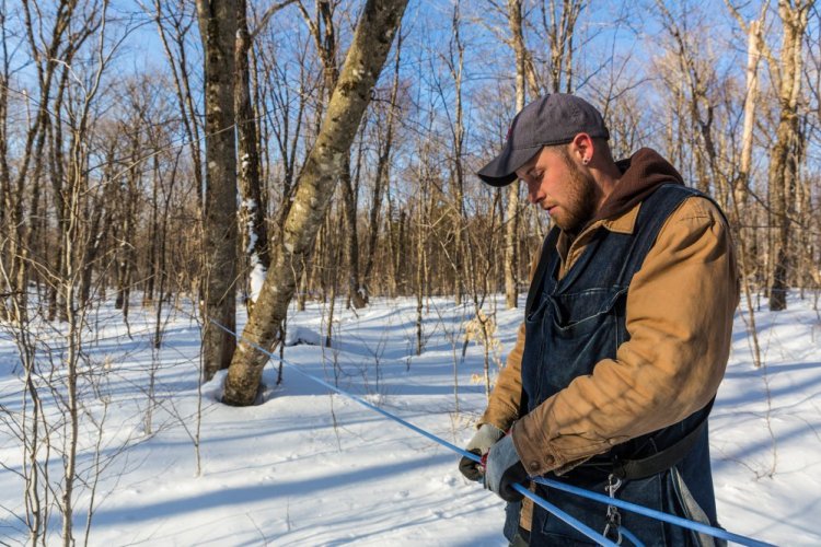 Jean Francois Faucher repairs a sap line in April 2015 on the LaRiviere sugarbush in Big Six Township. The property has more than 300,000 maple syrup taps.
