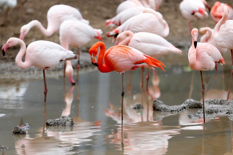 Pink flamingos stand in their enclosure at the Paris Zoological Park in the Bois de Vincennes, France, east of Paris. 