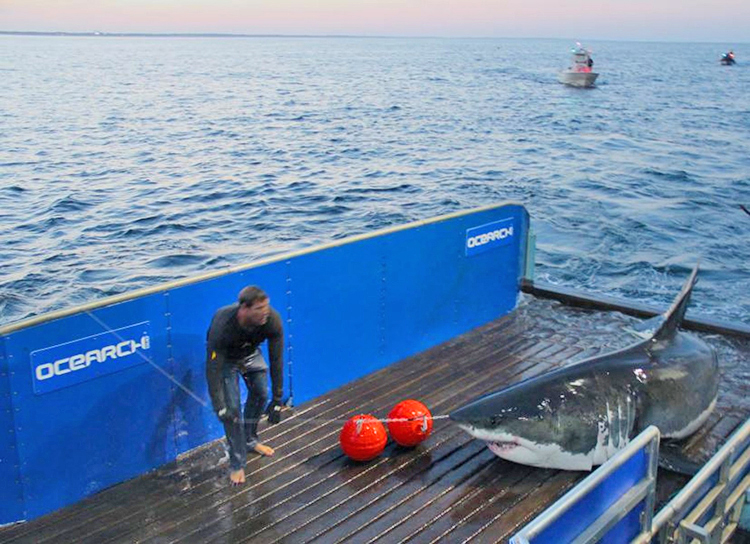 Mary Lee, a 16-foot-long great white shark, was spotted over the Memorial Day weekend along the shores of Delaware and New Jersey.
