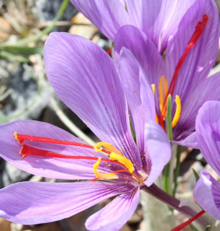 Saffron, the world's most expensive spice, is growing in Penobscot County. It is harvested from crocuses.