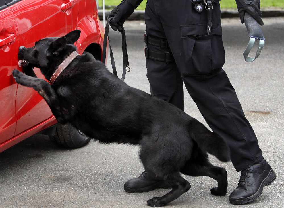 Massachusetts State Police dog Drako presses his nose against a car door jam as he sniffs out a stash of drugs during a training session in Revere, Mass.