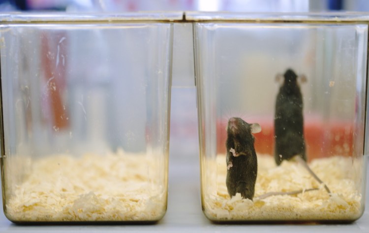 A large Maine Technology Institute grant to The Jackson Laboratory helped set up a mouse-breeding lab in Ellsworth that could create 365 new jobs. This 2014 photo shows mice for research on ALS disease in the firm's Bar Harbor lab.
