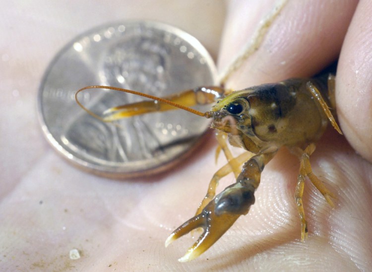 This baby lobster, photographed in August 2005, grew to this size in one year living in one of biologist Brian Beal's containers in the ocean off Beals Island. Biologists are  trying to determine the factors responsible for the decline of late-stage larvae in the Gulf of Maine. 