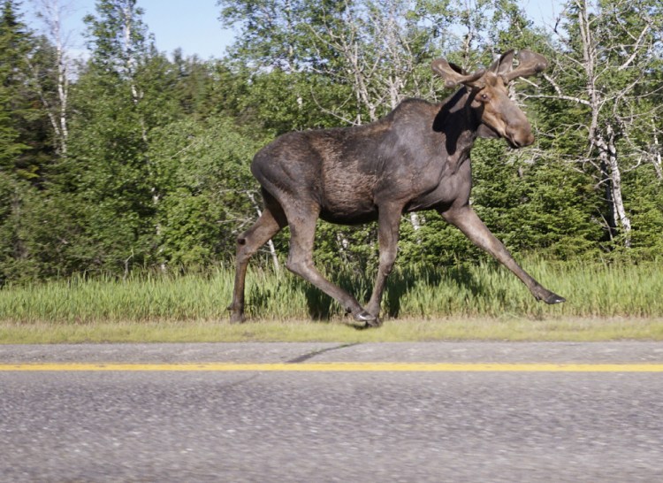 A moose runs along the shoulder of Interstate 95 near Howland on Wednesday. The state will allot 2,080 hunting permits Saturday, but none will be issued for three midcoast districts where a dramatic decrease in collisions points to fewer moose in the region's herd.