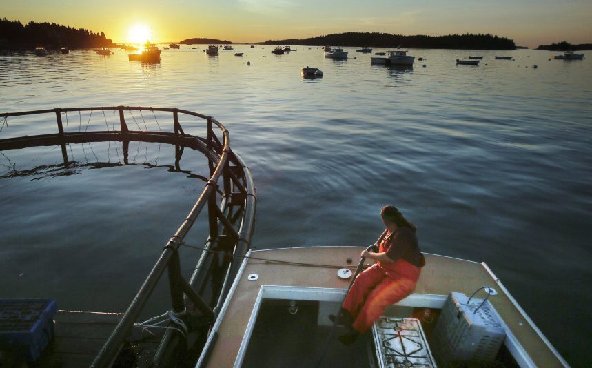 The best lobstering used to be in Casco Bay in the 1980s but it has shifted  east and is now considered to be in and around Stonington because of rising ocean temperatures.