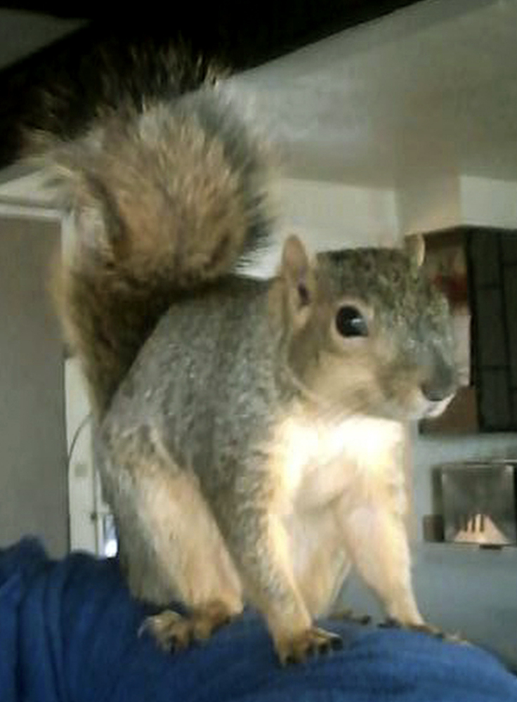 Joey the squirrel clawed the burglar breaking into his home, allowing police to identify the scratches.