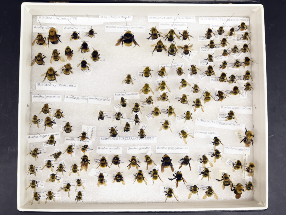 Worcester Polytecnhic Insitute assistant professor Robert Gegear's collection shows many variations among bees.