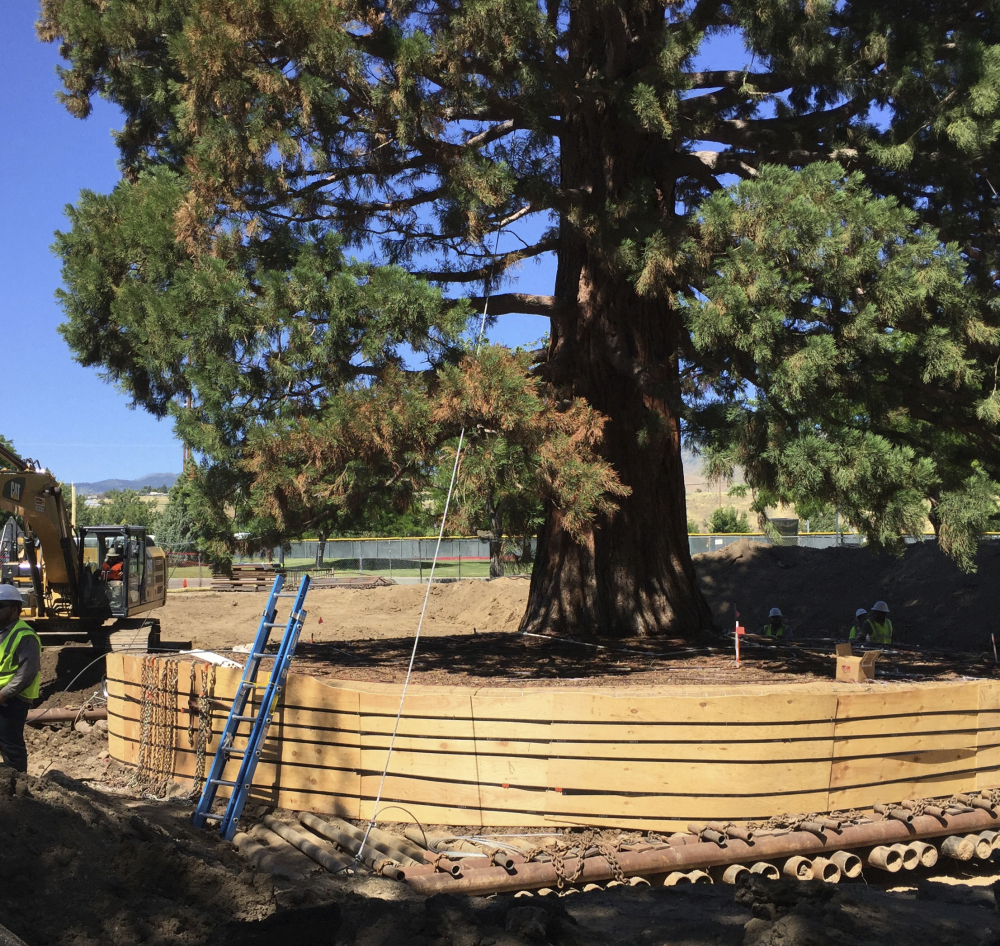 Workers, right, build a burlap, plywood and steel-pipe structure to contain the rootball of the 100-foot sequoia tree whose dozens of well-developed branches, right, might make a fine network of footholds for a young climber.
