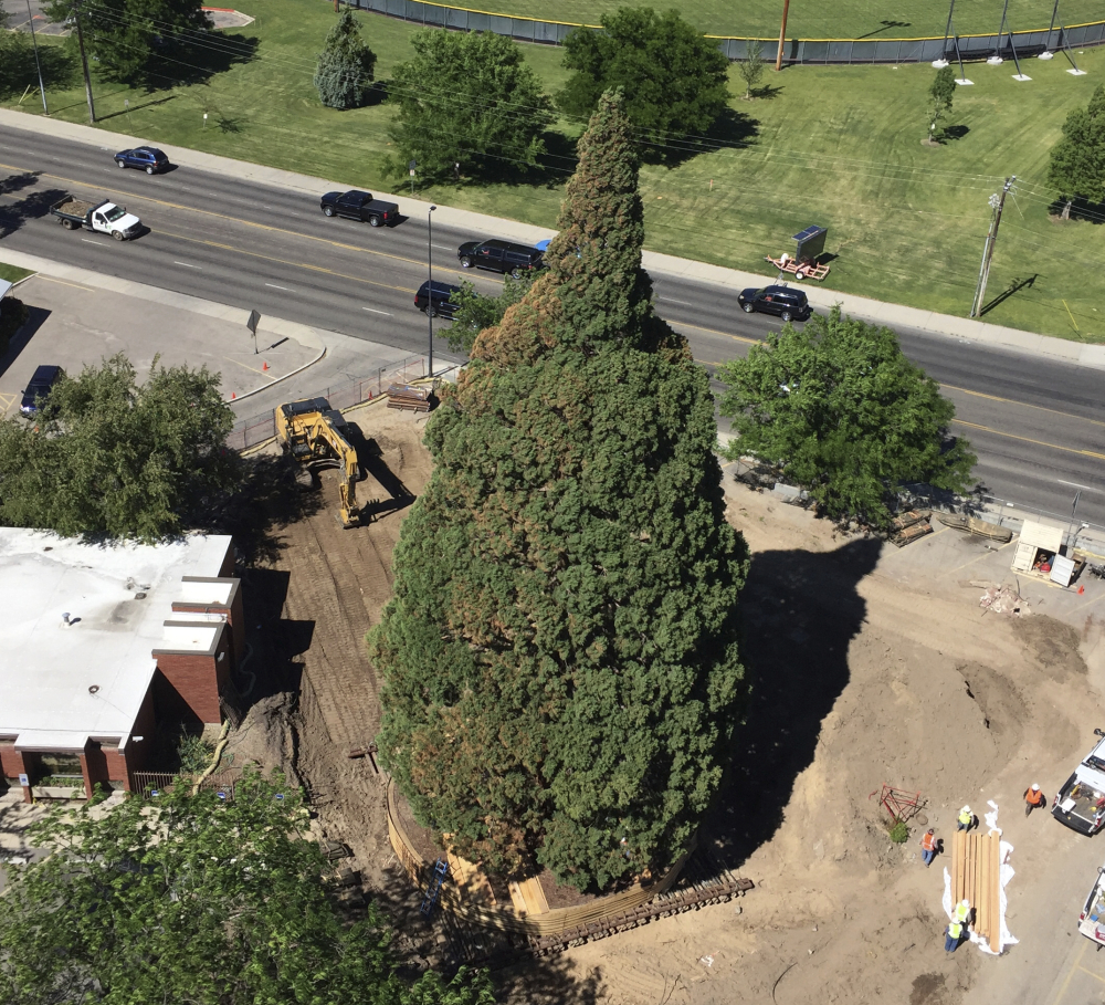 An aerial view shows heavy machinery used by workers as they built a structure to contain the rootball so they can move the 100-foot sequoia tree in Boise, Idaho, Thursday.