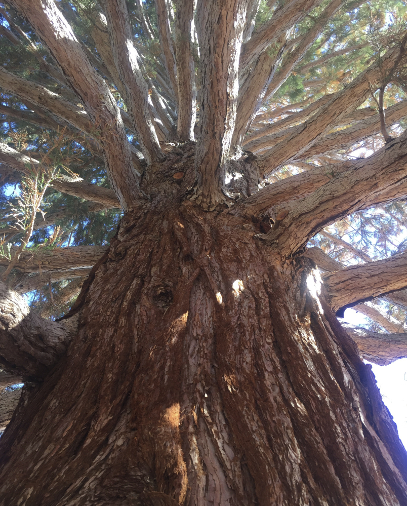 A roughly 100-foot sequoia tree is viewed looking upward from the base of the trunk in Boise, Idaho, Friday.