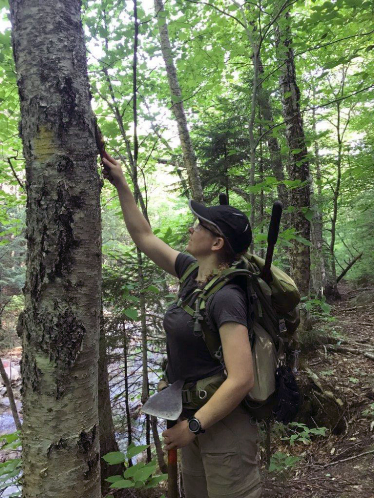 Sally Gorrill, of Gray, a captain in the U.S. Army, removes unauthorized markings from a tree along a trail in a wilderness area of the White Mountain National Forest in New Hampshire this month. Several soldiers looking to transition to a new career are spending the summer in the forest as part of an internship.