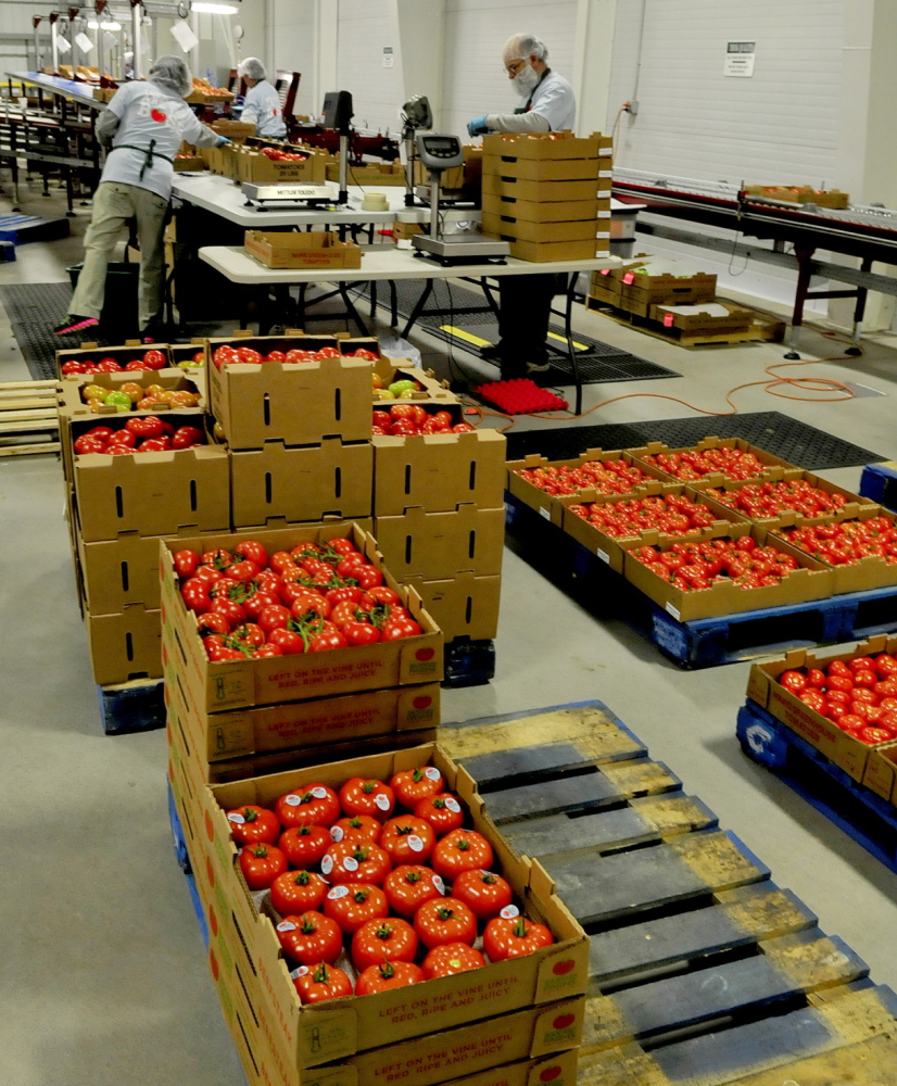 Backyard Farms workers in Madison pack tomatoes for shipping in January 2014. The Madison tomato grower has been purchased by a Canadian produce company.