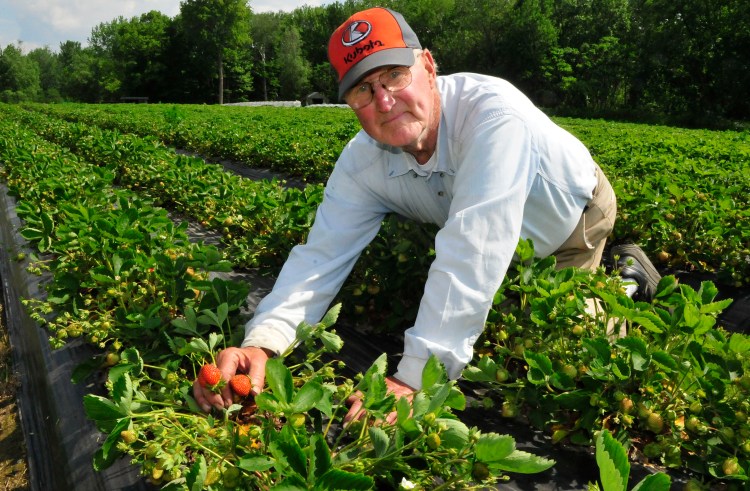 Farmer David Pike shows strawberries growing at his Pike Strawberry Farm in Farmington on Tuesday. Strawberry farmers expect a good yield this year, despite a delayed season. The harsh winter helped to insulate crops and provided plenty of moisture. In contrast, last year’s spring started out very dry.