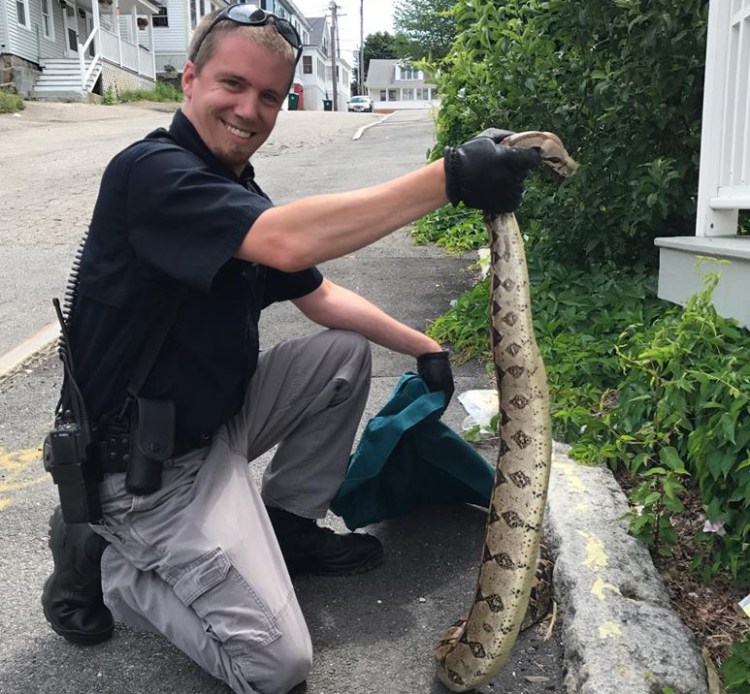 Biddeford Animal Control Officer Garth Russell holds up the 5-foot red-tailed boa before putting it in a pillow case on Tuesday afternoon.