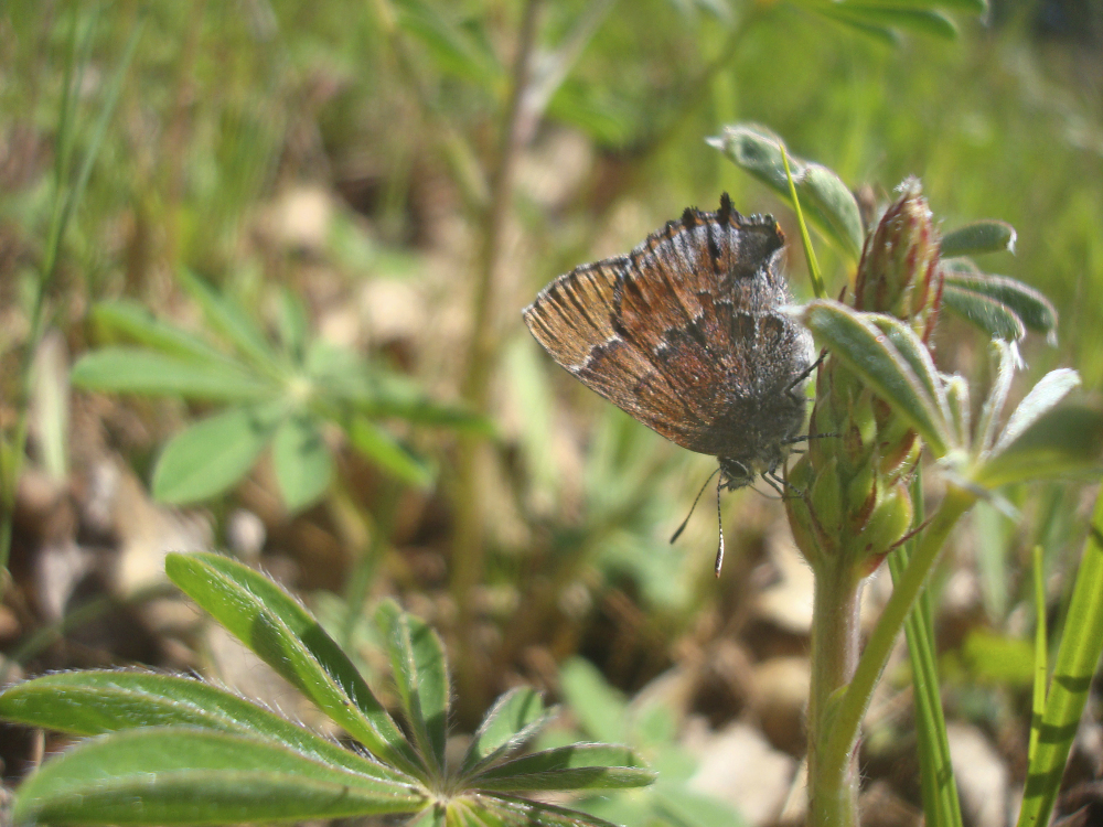 A frosted elfin butterfly clings to a plant at the Fort McCoy Army Installation in Wisconsin. A count last spring found the highest number of the butterflies since the survey began.