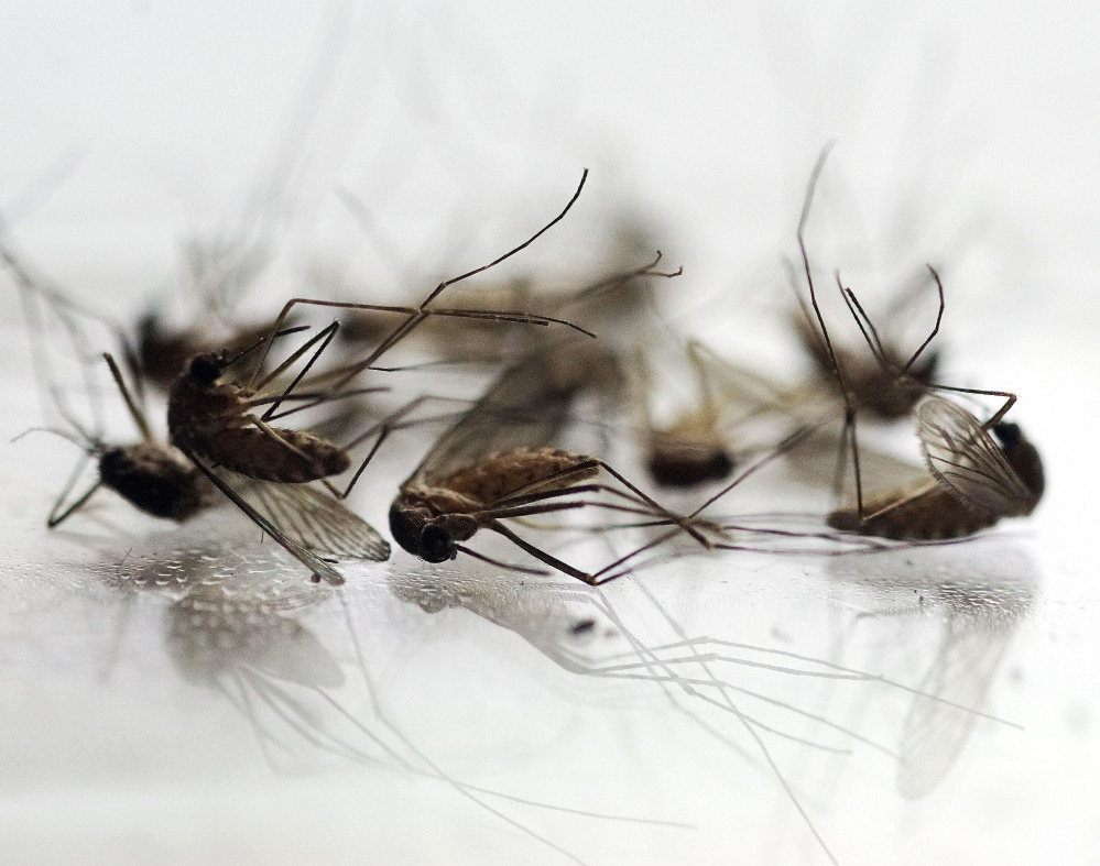 Mosquitoes collected by Chris Horton of the Berkshire County Mosquito Control Project are displayed in Pittsfield, Mass.