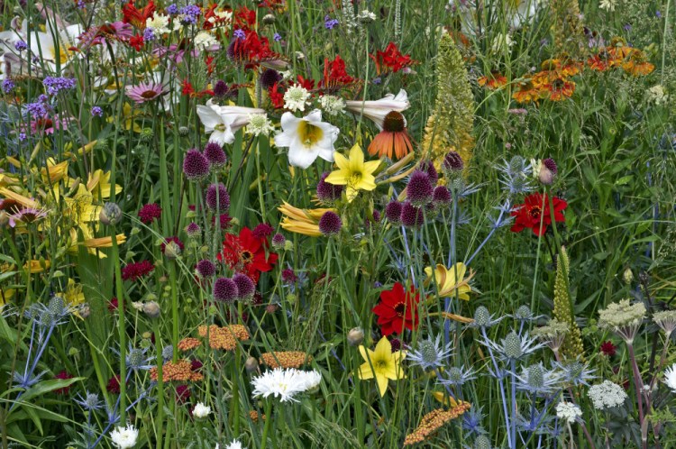 A mix of wild and cultivated flowers gives this garden a kaleidoscope feel.