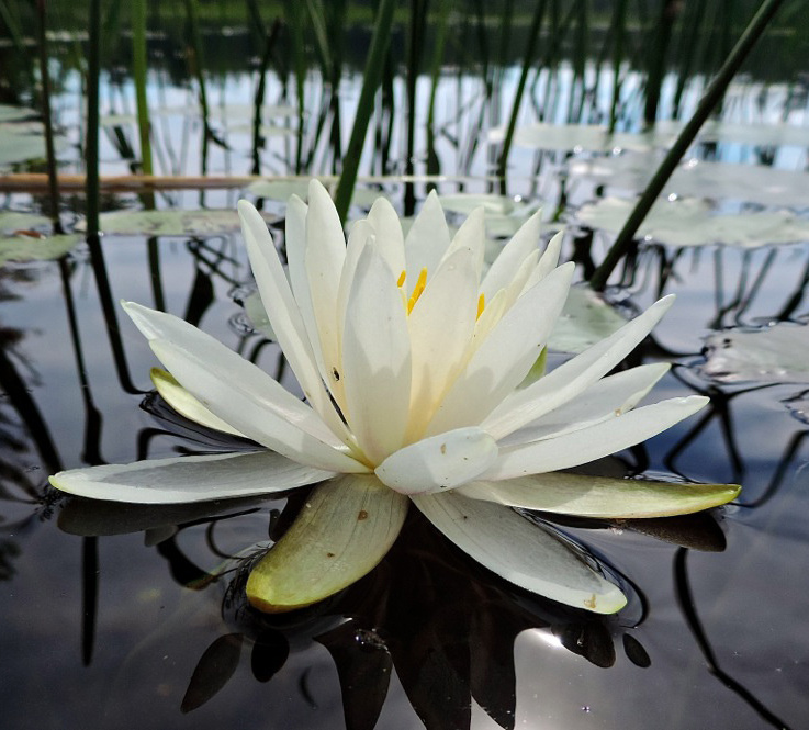 A fragrant water lily near the shore of Lower Kimball Pond.