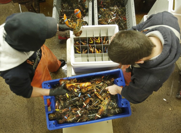 This photo from Dec. 9, 2014, shows employees at The Lobster Co. in Arundel – Cory Agayoff, left, and David Jackson – packing live lobsters into a foam container to be exported to China.