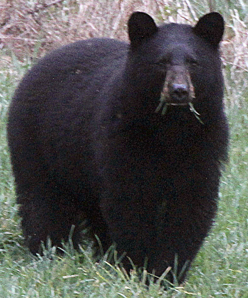 A black bear grazes in a field in Calais, Vt. A black bear attacked a 19-year-old staffer at a Colorado camp as he slept early Sunday.